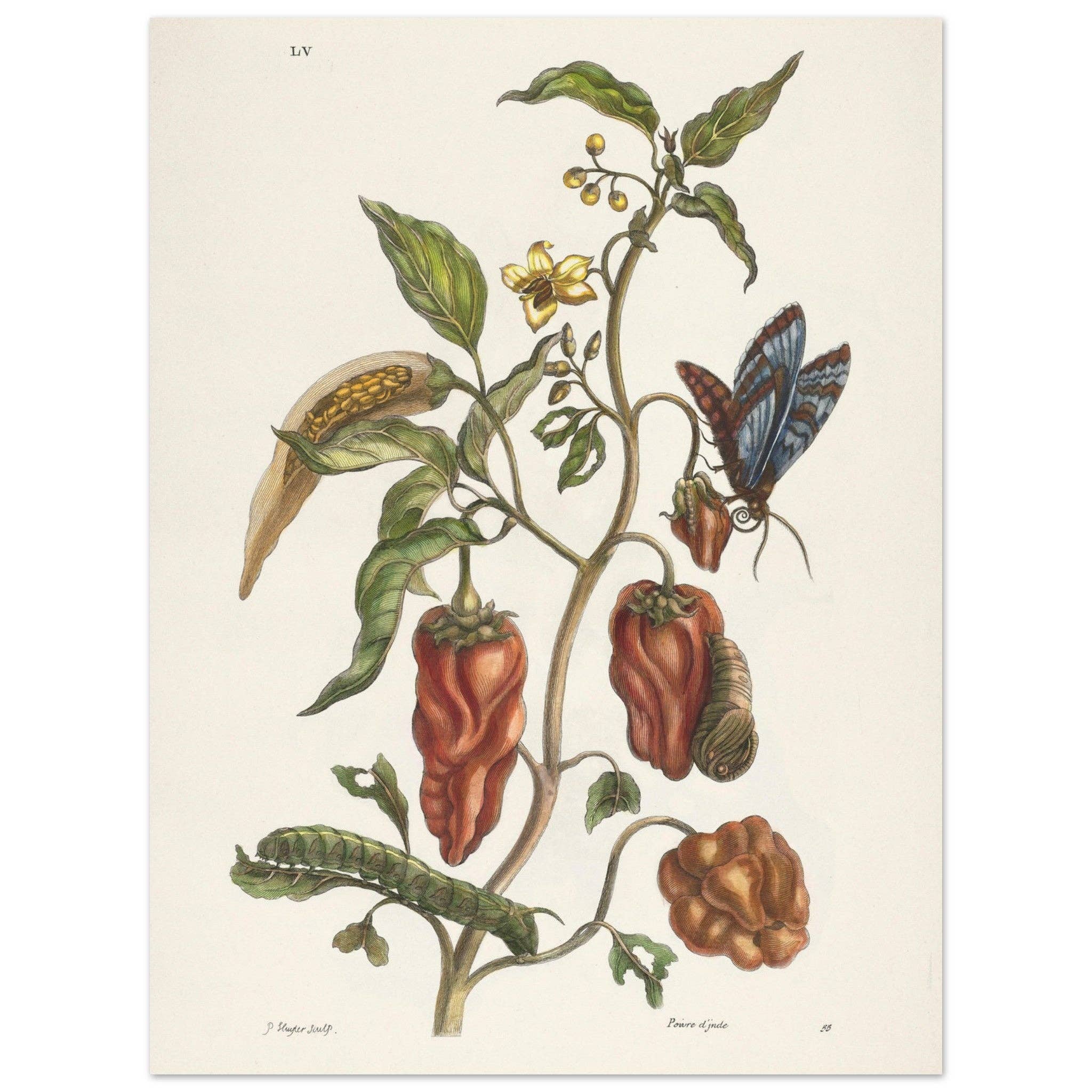 Maison de Paloma - Wholesale Art Print - Poivre d'Inde0