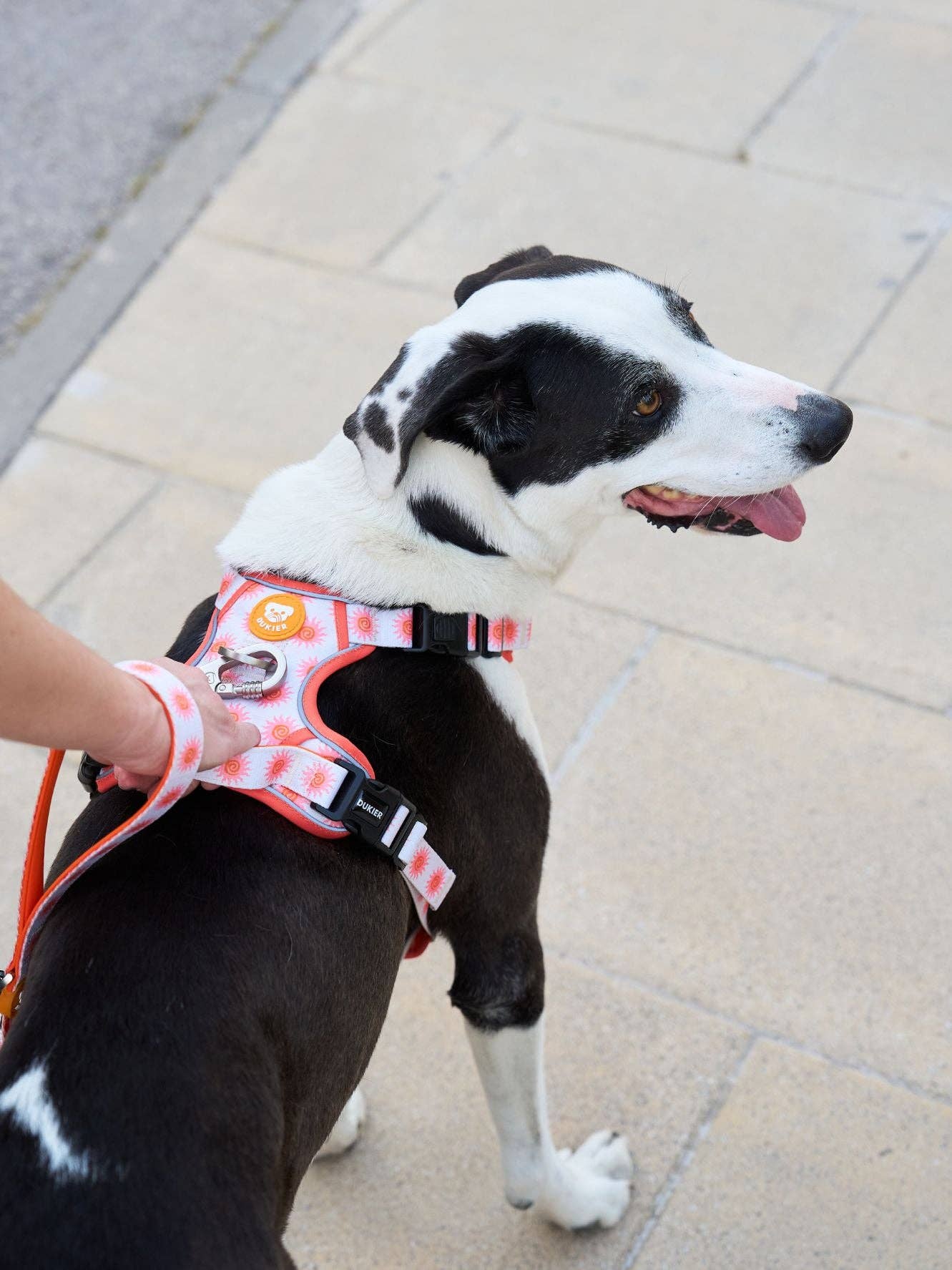 Dukier - Wholesale Pet Harness - Dog - SUN DOG TRAIL HARNESS6