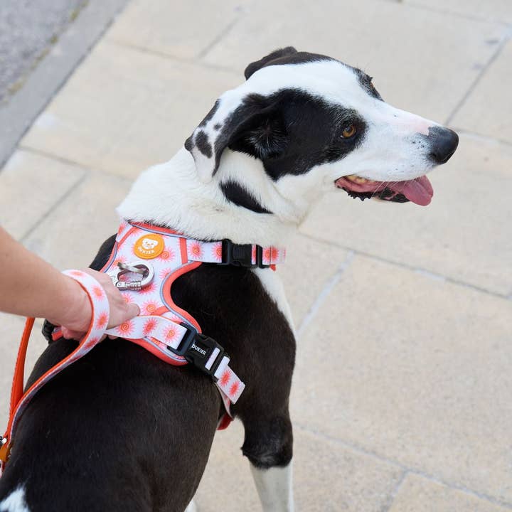 Dukier - Wholesale Pet Harness - Dog - SUN DOG TRAIL HARNESS6