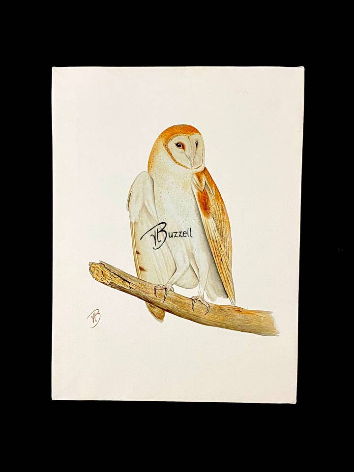 Tela de Coruja - Pintura Aguarela Única por atacado de Streetlightbirds