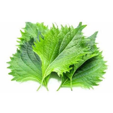 Piccolo Seeds - Wholesale Plant Seeds - Shiso Red and Green Mix1