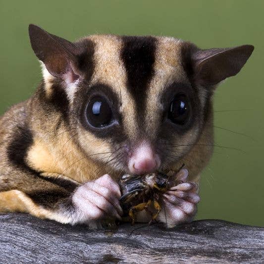 TropicZone - Wholesale Pet Supplement - Not Cat/Dog - TropicZone Insect Treat & Dietary Aide8