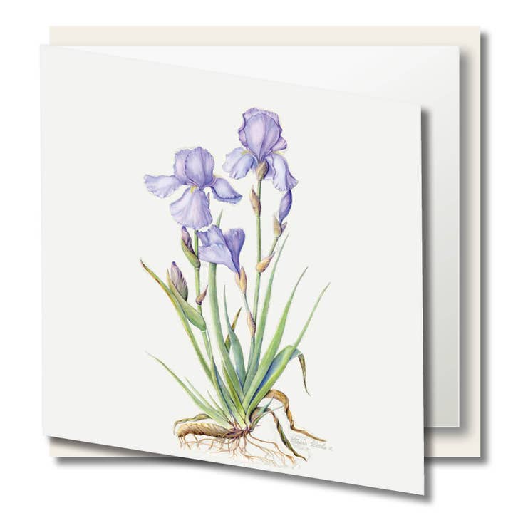 Akvarel lykønskningskort - Blue Iris for engroshandel hos Zaquarella