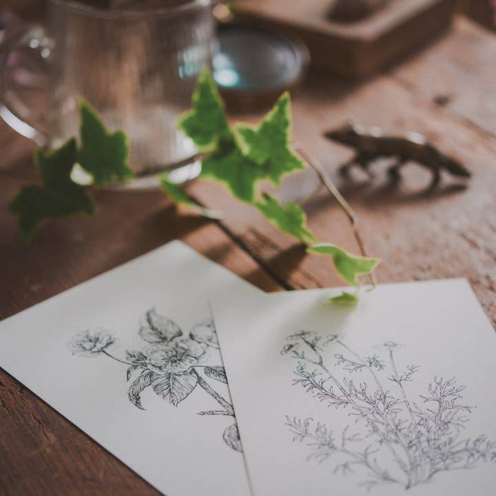 Kara Valentino Ffield Art - Wholesale Art Print - Chamomile | Art Print 3