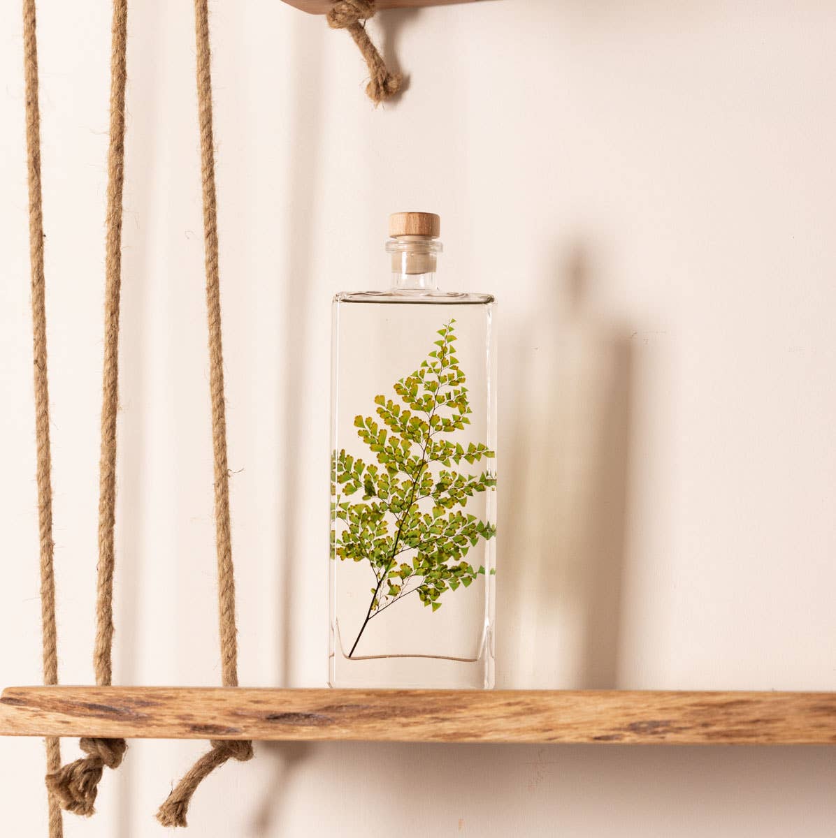 Theophile Berthon - Wholesale Live Plant - Herbarium Fern Luthi submerged plant3