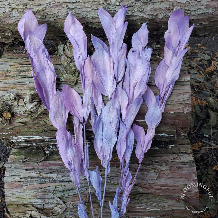 BLOOMINGFUL.COM - Wholesale Dried/Pressed Flowers - Preserved Israeli Ruscus Foliage, 5 stem - Soft Purple (003)