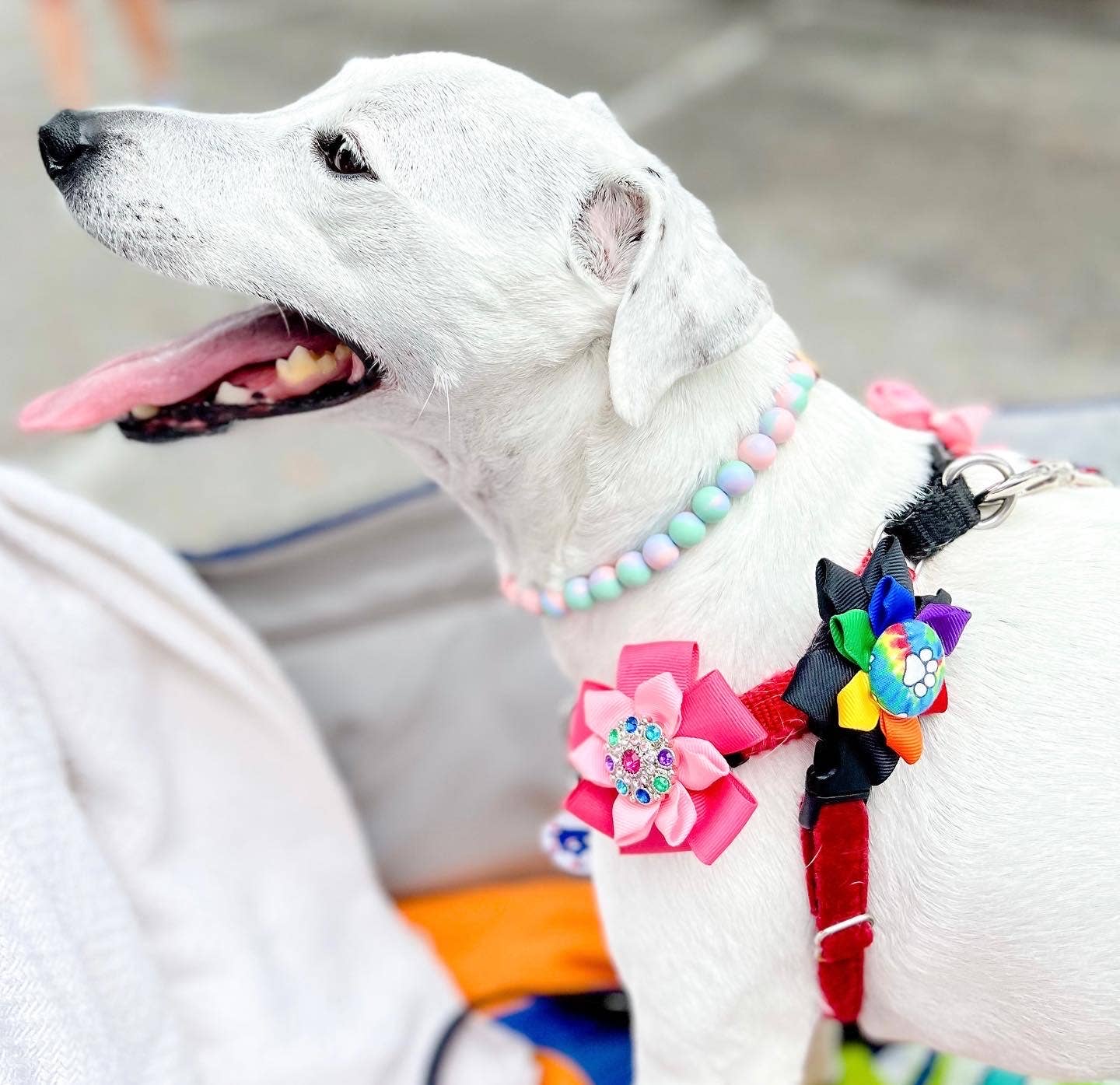 Dainty Paws - Wholesale Pet Collar - Cat/Dog - Simply Sweet | Beaded Dog Necklace (Medium/Large Sizes)1