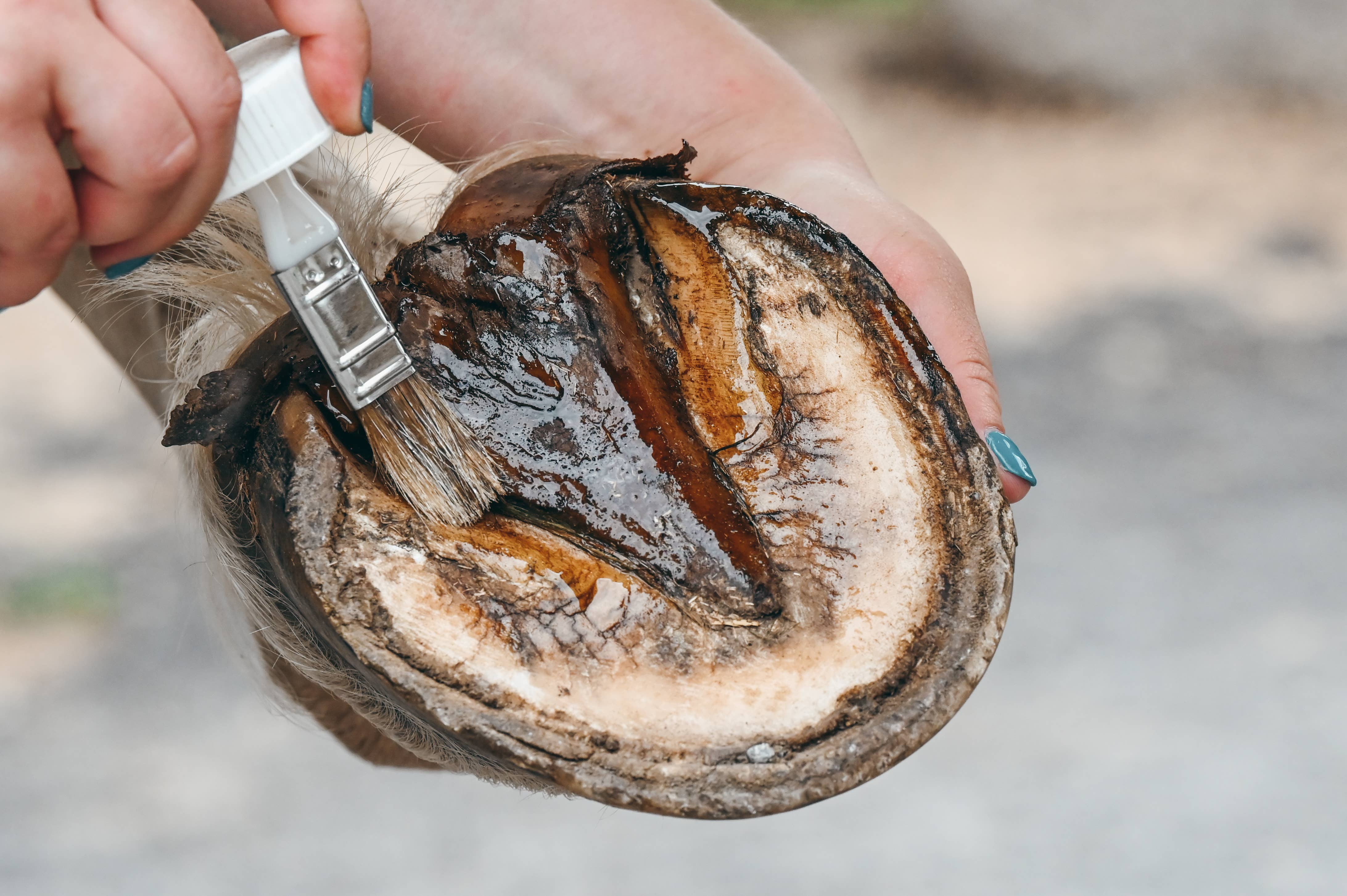 BALSAME - Wholesale Horse Conditioner/Grooming Aid - THE PURIFYING, Hoof Oil4