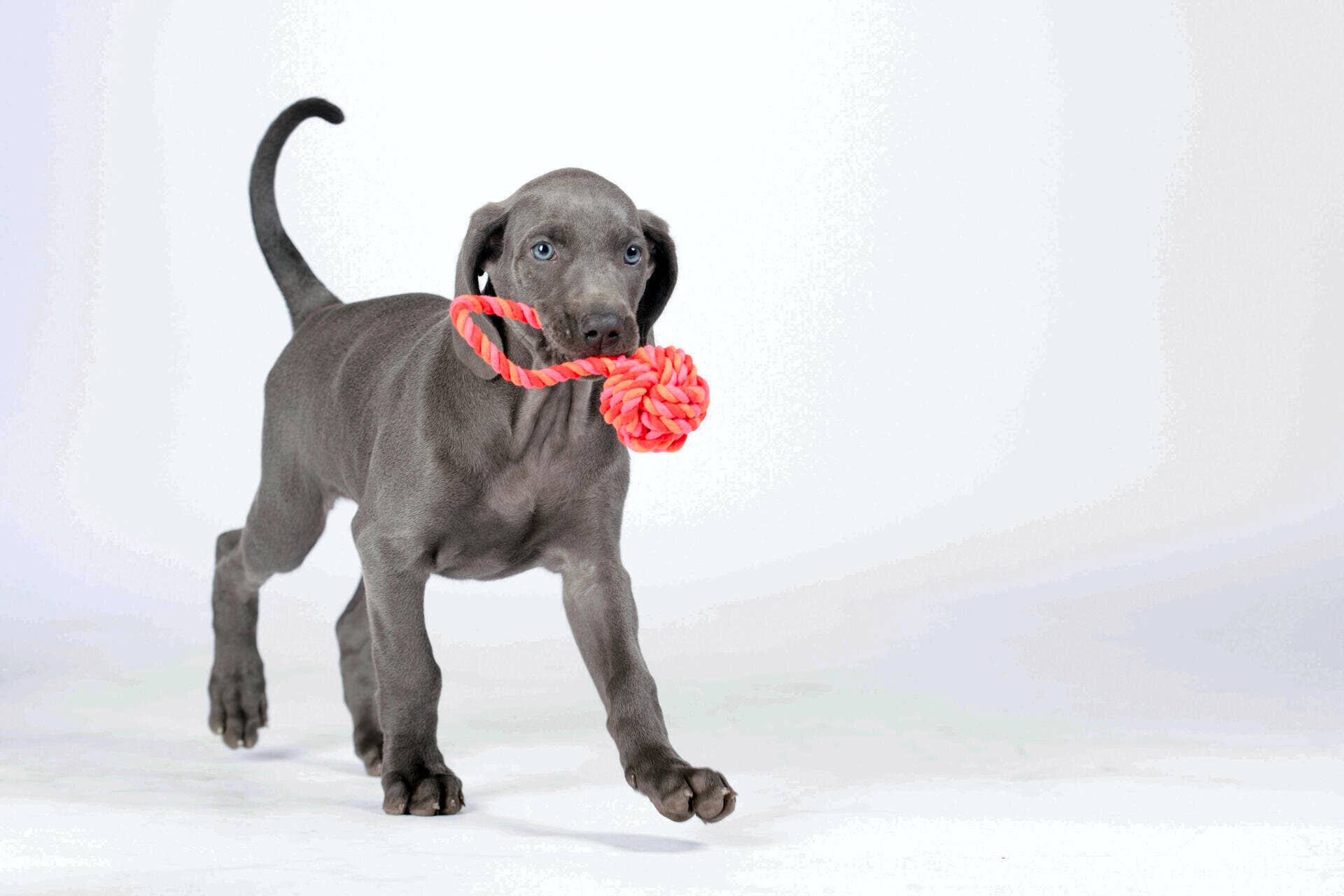 LABONI - Volentis GmbH – Engroshandel Apporterbold - Hund – Mini slingbold5