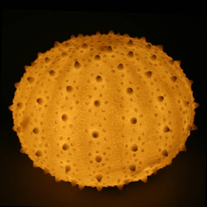 Modern Coastal by Contrast Inc. - Wholesale Accent/Desk Lamp - Sandstone Urchin Light Box - Soft Warm Light1