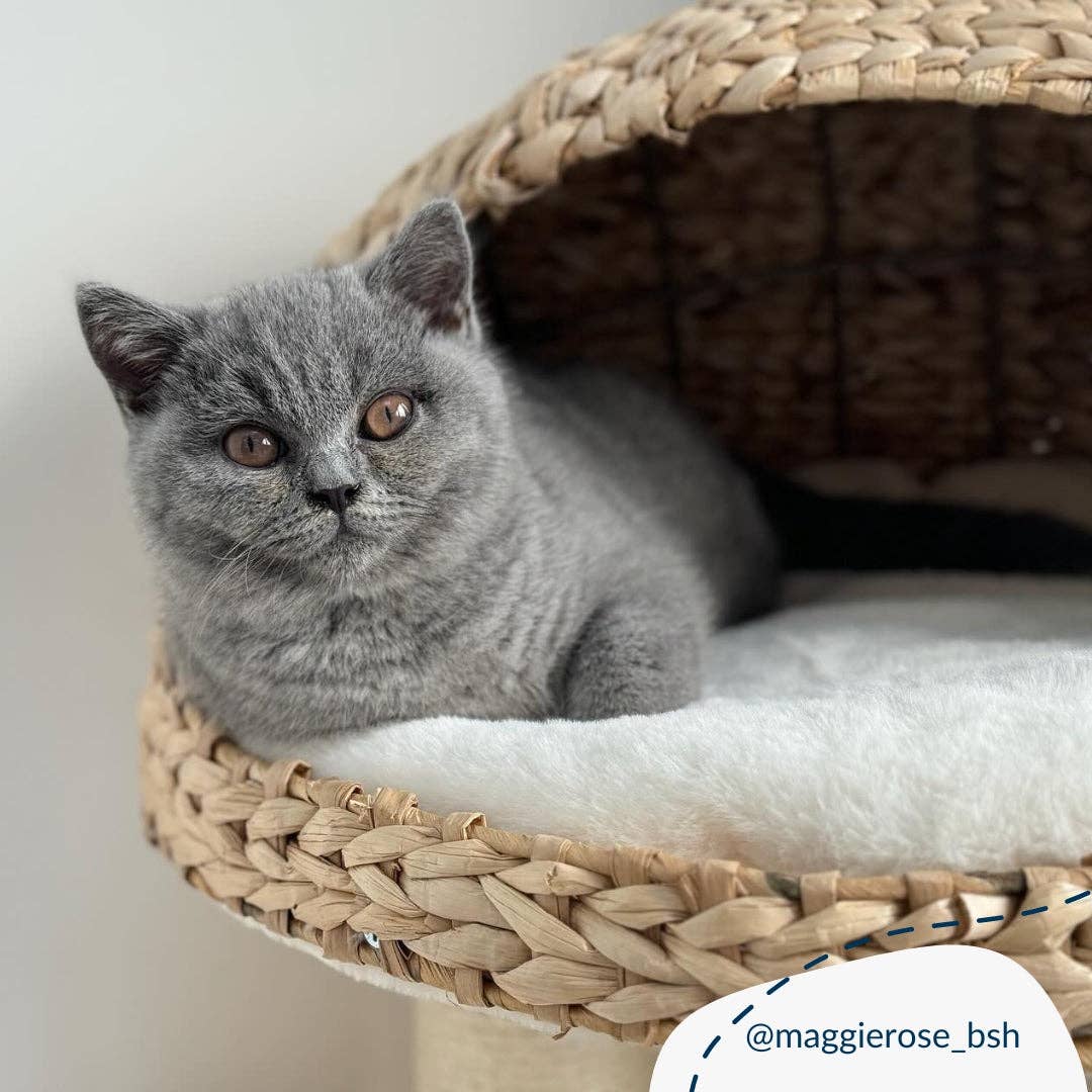 Lords and Labradors - Vente Griffoir – chat - Back to Nature - Arbre à griffer Duo pour chats1