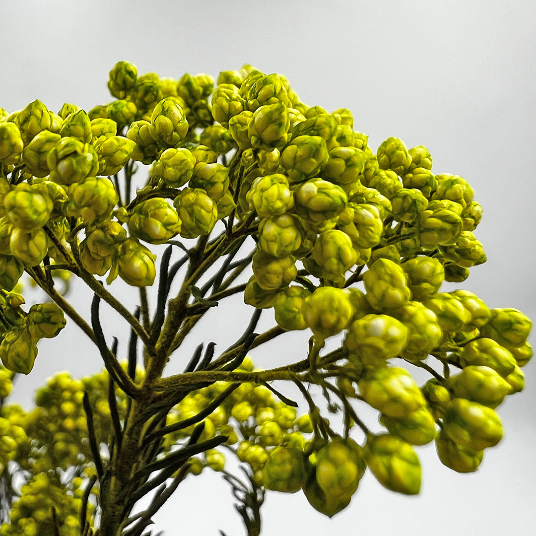 2626 Designs – Engroshandel Tørrede/pressede blomster – Konserveret hirse og risblomst - Immortelle og Ozothamnus blomster22
