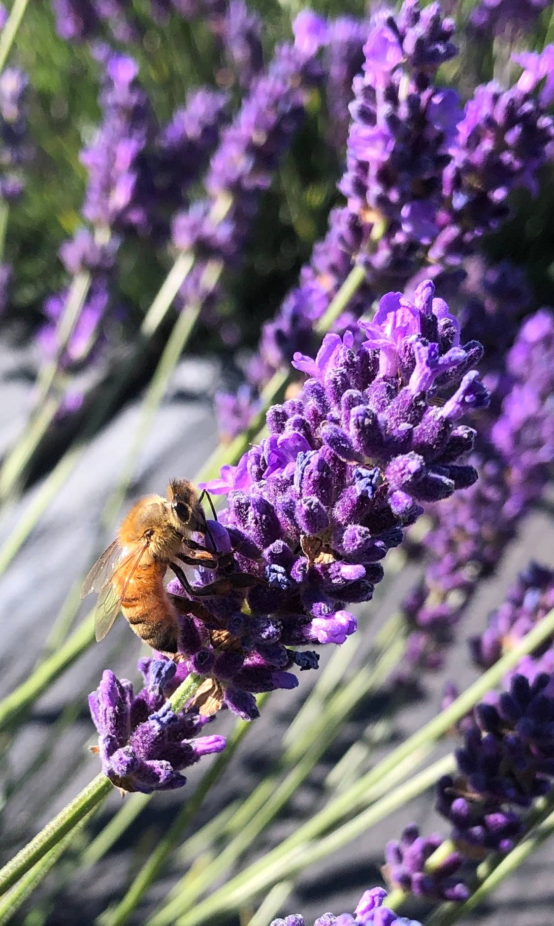 Van Gogh Lavender - Vendita all'ingrosso Erbe aromatiche - LAVANDA DI GRADO CULINARIO FRESCA DI FATTORIA1