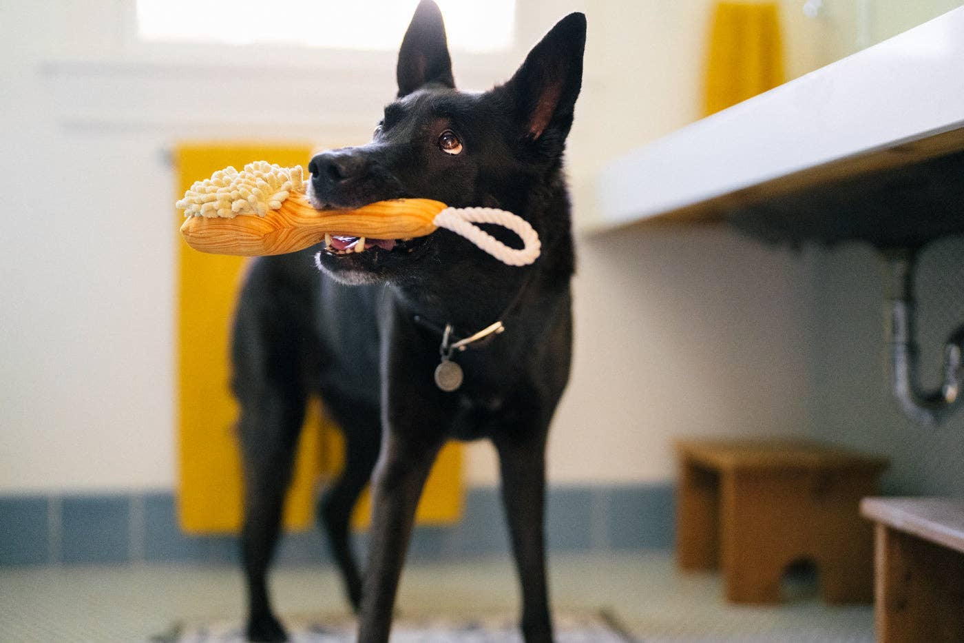 Only An Ocean Europe - Wholesale Pet Toy - Dog - P.L.A.Y Splish Splash Bark n' Bristles1