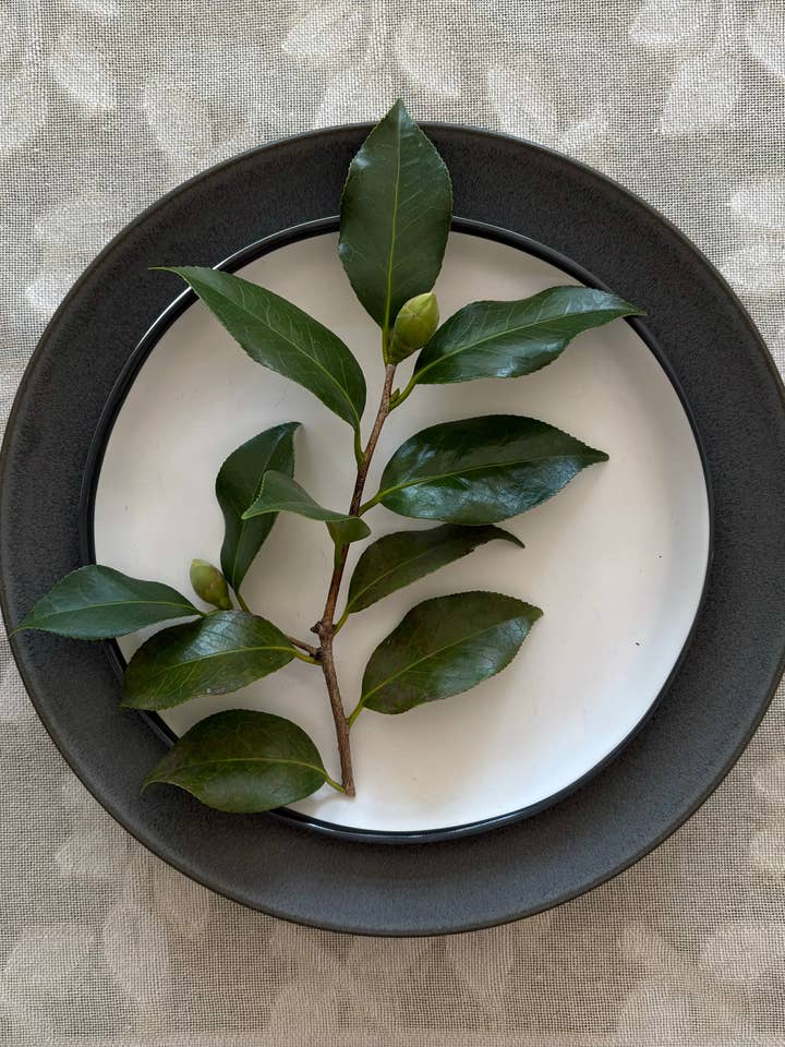 Cotton Brocade Table Cloth - Olive Brach for wholesale by Peaceware