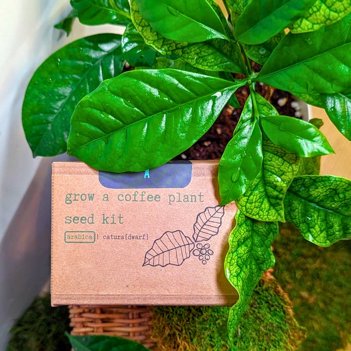 Plantflix - Wholesale Plant Seeds - Houseplant Seed Kit