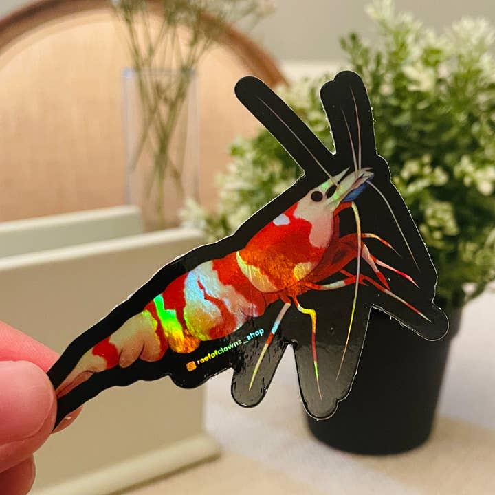 Autocollant Cardinal Shrimp (holographique) pour la vente par Reef of Clowns