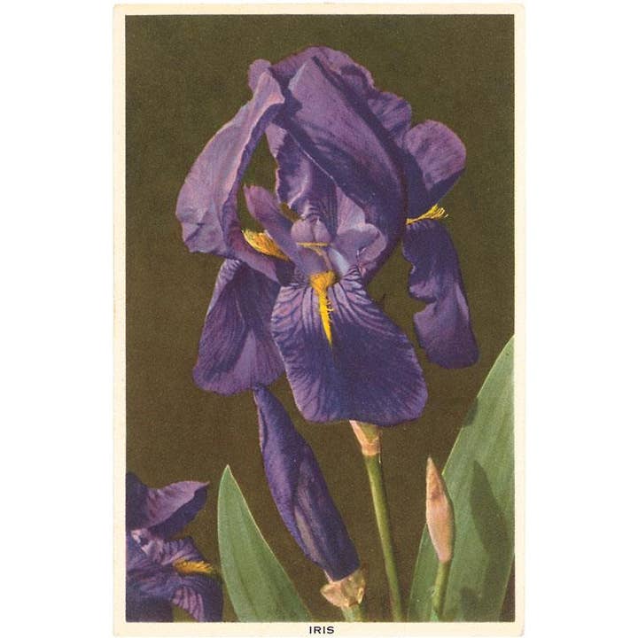 Found Image Press - Wholesale Sticker - Sticker FC-48 Iris