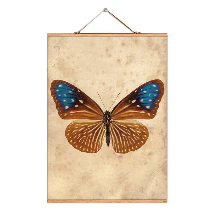 Scroll illustration # 159/Butterfl./ Blaugestr. crow for wholesale by Eicie