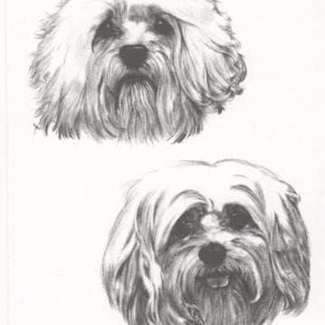 Lhasa Apso (B) Hund Bill Harrah Porträtt Mattad Konstkort för wholesale av Chesapeake Farms LLC