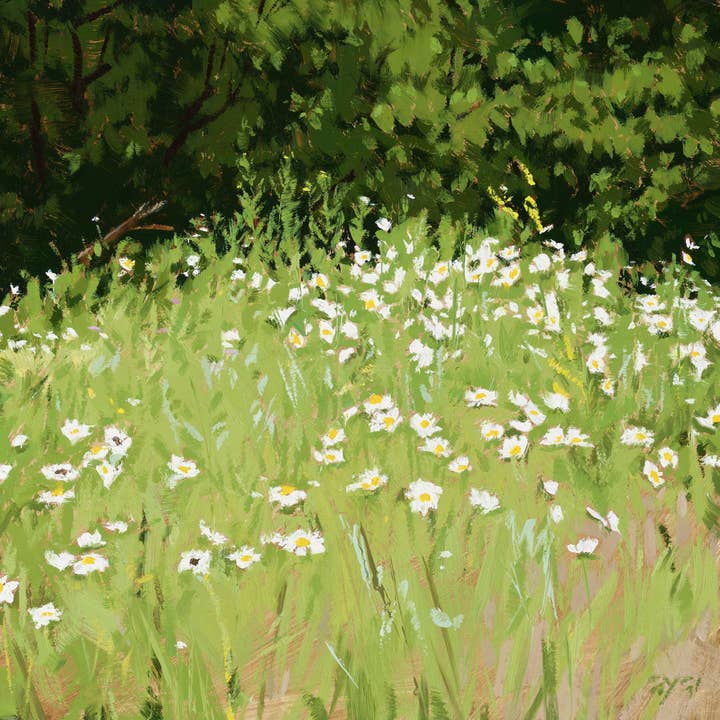 Sullivans Home Decor - Wholesale Art Print - Daisy Field 20"x20"
