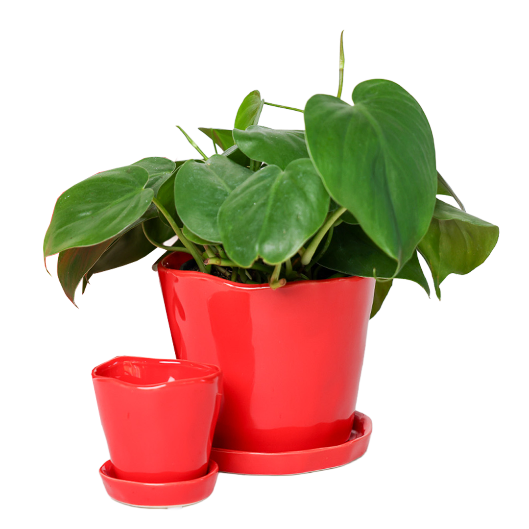 Chive - Wholesale Plant Pot - Tika Ceramic Pots With Saucer And Drainage Hole - 3"17