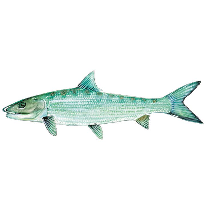 Bonefish - Future FishTargets for wholesale by FishTargets