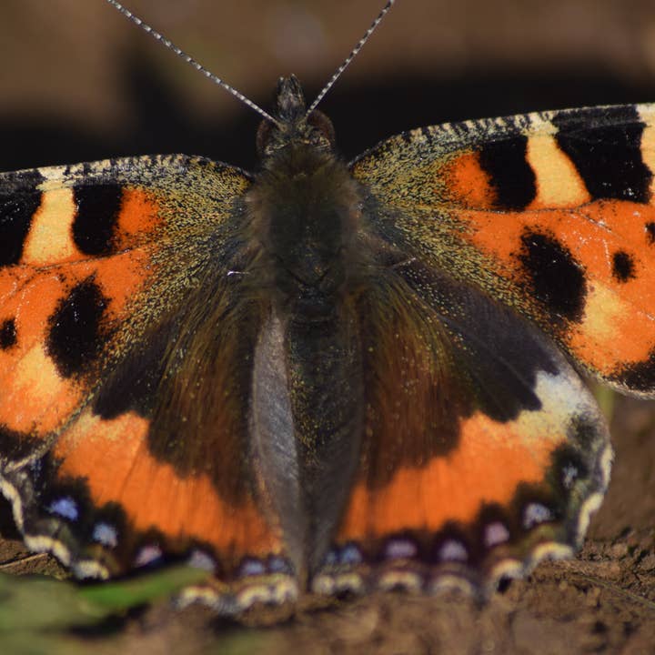 Impresión A4 de mariposa para venta al por mayor de Red Berry Photos
