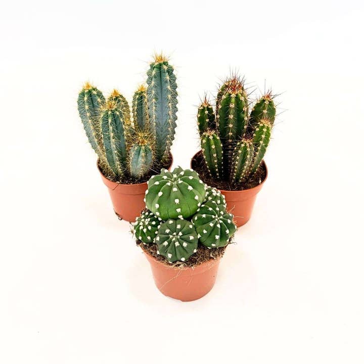 Cactus Mix – 3 Cacti in a Set – Height 15–20cm – ⌀10.5cm – Easy-care Houseplants – Exotic Succulent Mix for Living Room & Office for wholesale by Oasis of Life