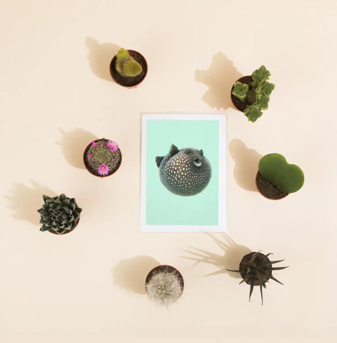 Hidden Planet - Vente Carte de vœux classique - Carte de vœux Lesser's Rainbow Spider1