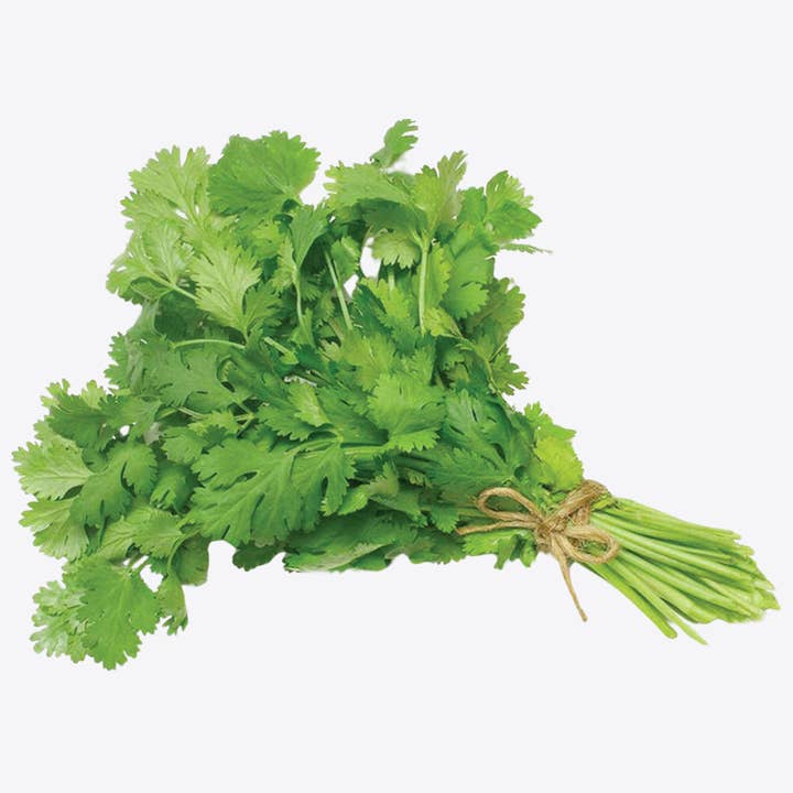 Herb To Body - Wholesale Herbs - Cilantro Leaf C/S