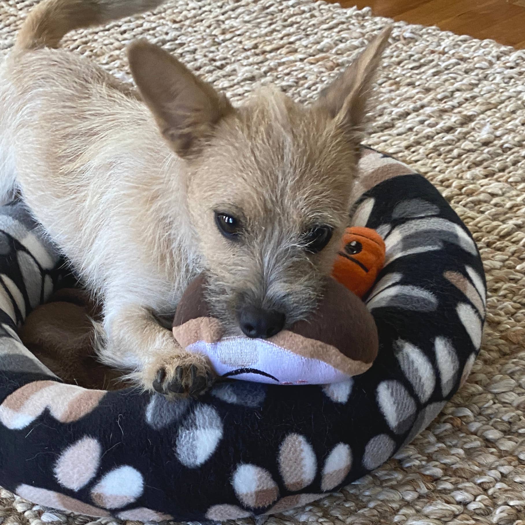 Screaming Pickles - Wholesale Pet Plush Toy - Dog - Handmade Pet Toys - Banjo Plush Toy for Dogs or Cats8