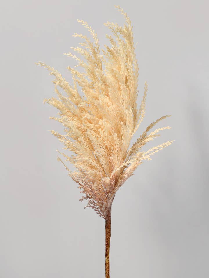 32in Pampas Grass for wholesale by Jamali Garden