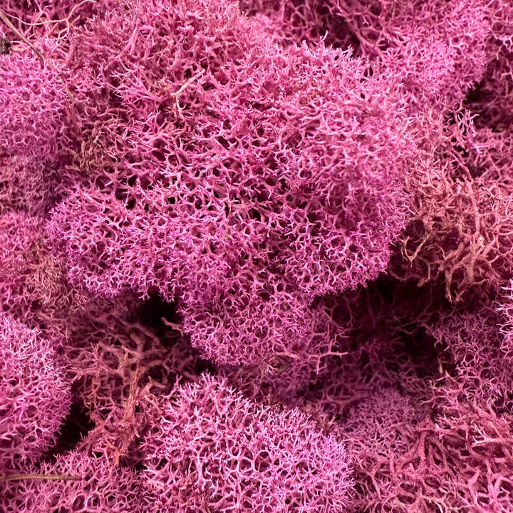 Reindeer Moss - Pink for wholesale by Cute Farms