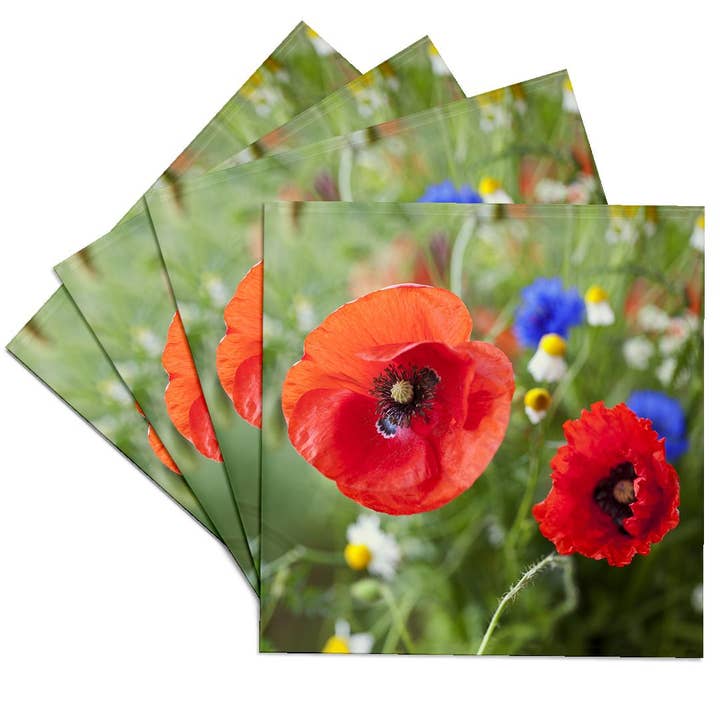 3dRose - Wholesale Coasters - 3dRose, Image of Poppy Flower Close Up, Coaster