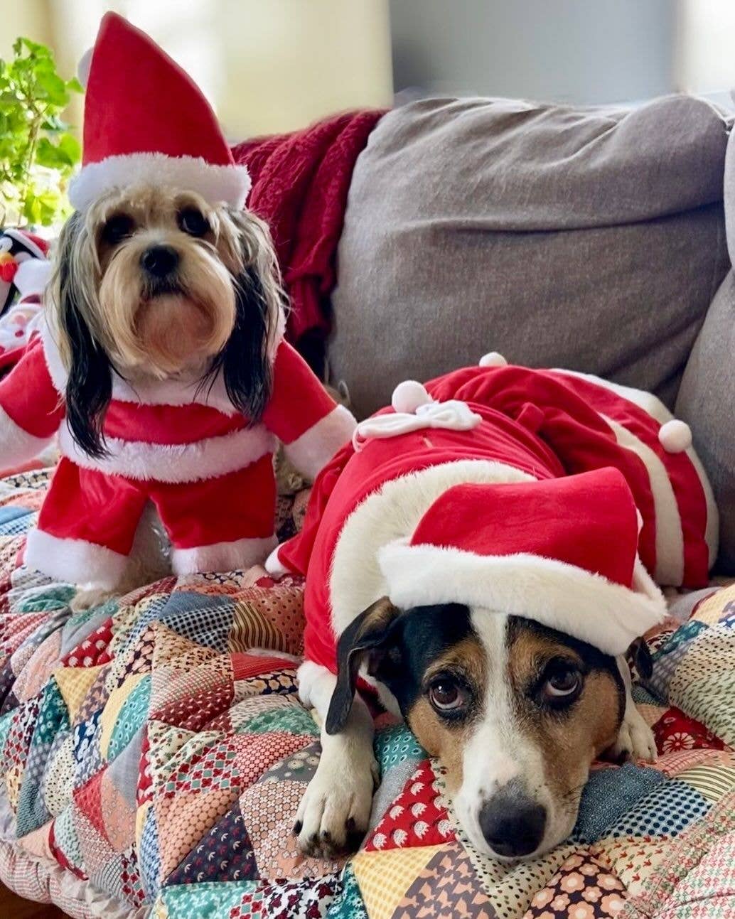 Show & Tail - Vendita all'ingrosso Costume da carnevale - Cani - Abbigliamento per animali - Il Papà Natale10