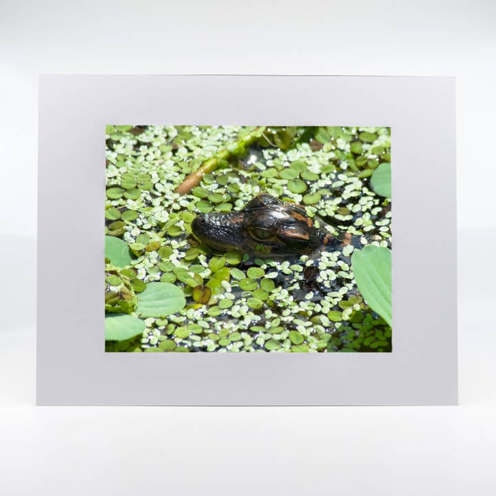 Artwork-Baby Alligator 2 for wholesale by Mike Ring Photography