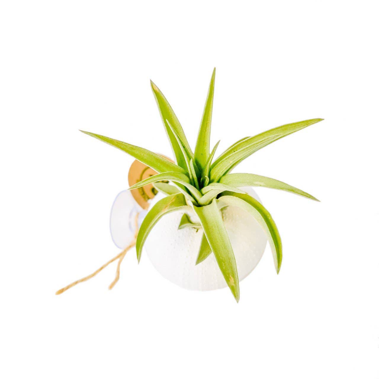 Juffrouw Pannenkoek deco /JP deco - Wholesale Live Plant - Standing air plant – sea urchin with Tillandsia abdita – Whi