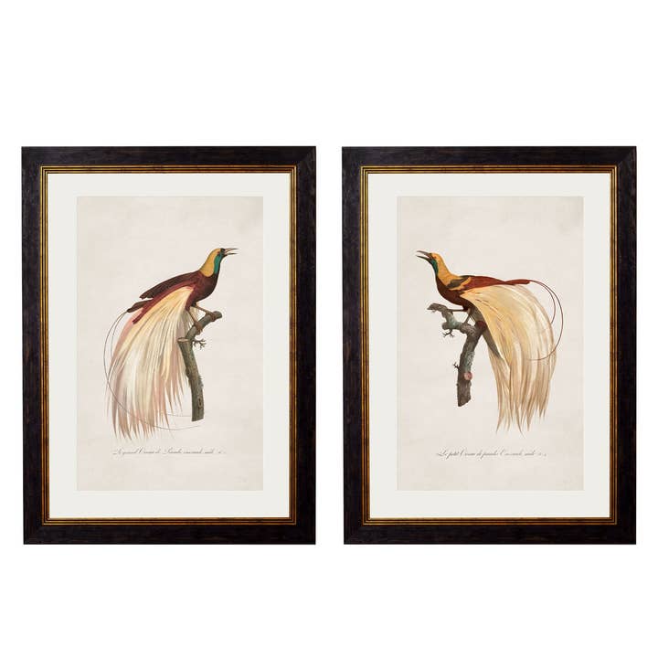 TA Interiors - Wholesale Art Print - c.1809 Birds of Paradise