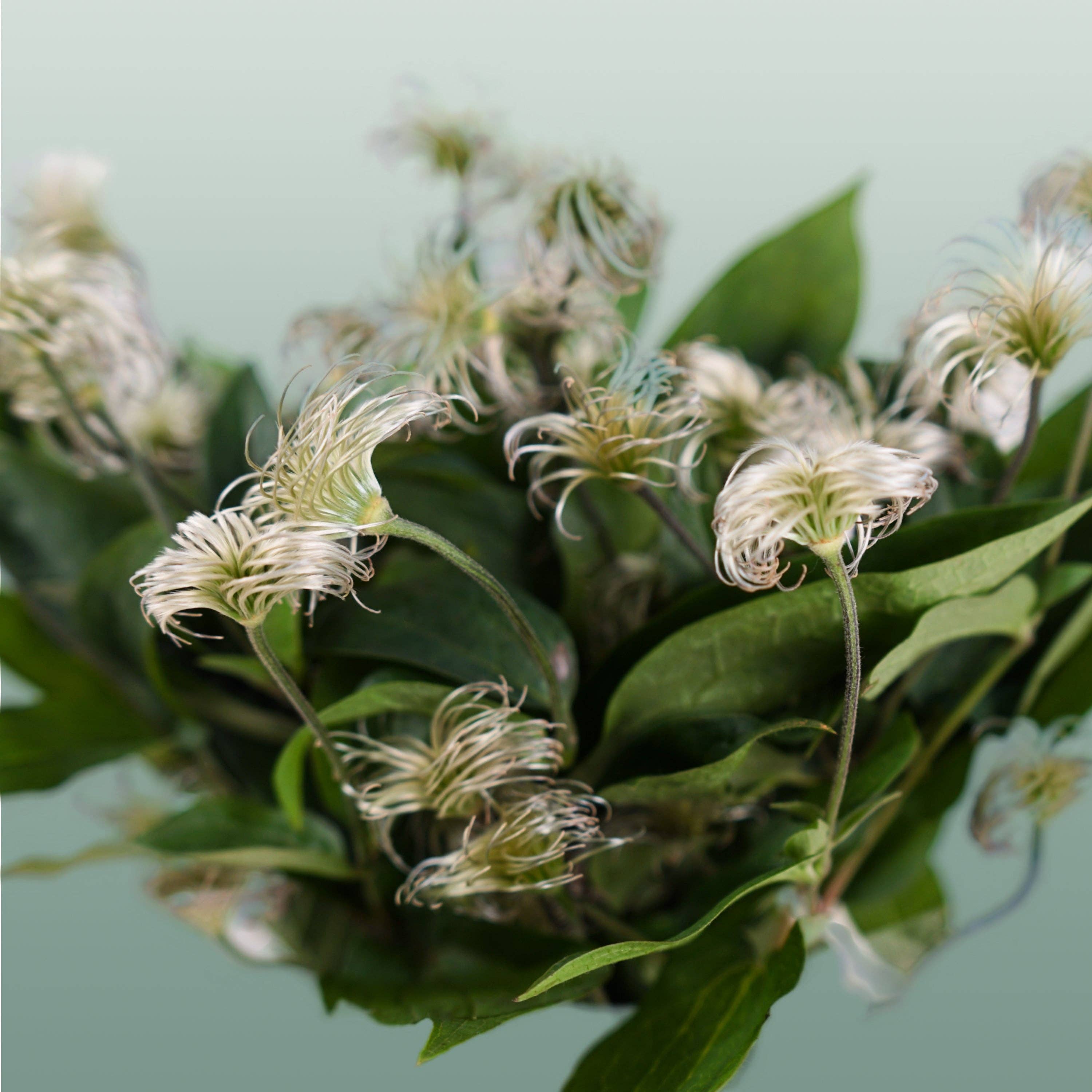 White Clematis Amazing Kibo (10 Stems) for wholesale on Faire3