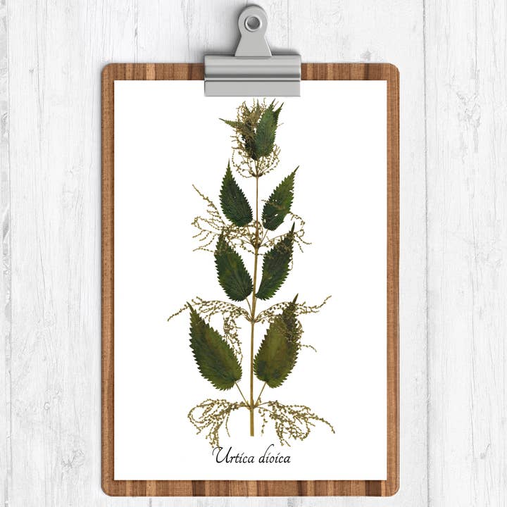 Imprimé botanique ortie piquante pour la vente par Ecobota
