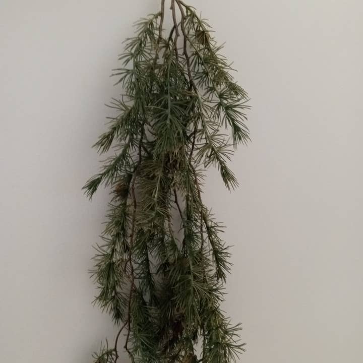 XM12571 LONG PINE/PINECONE VINE BH,53in-6P for wholesale by Green Import Limited