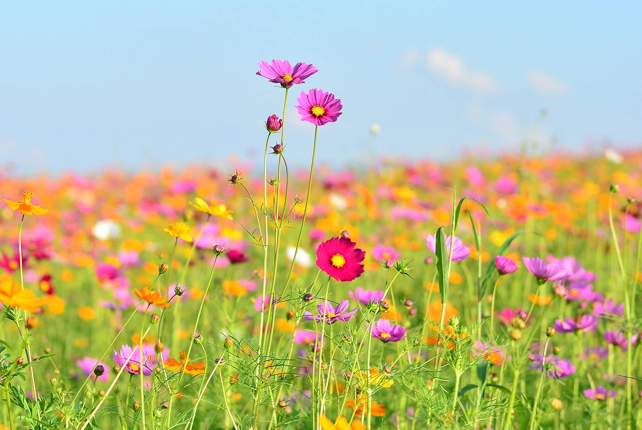 Sochizen – Engroshandel Kærlighedskort – Plantbar kærlighedsbudskabskort2