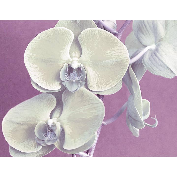 Orchidee ENCL Nr.20 für den Großhandel von Line Five Studio