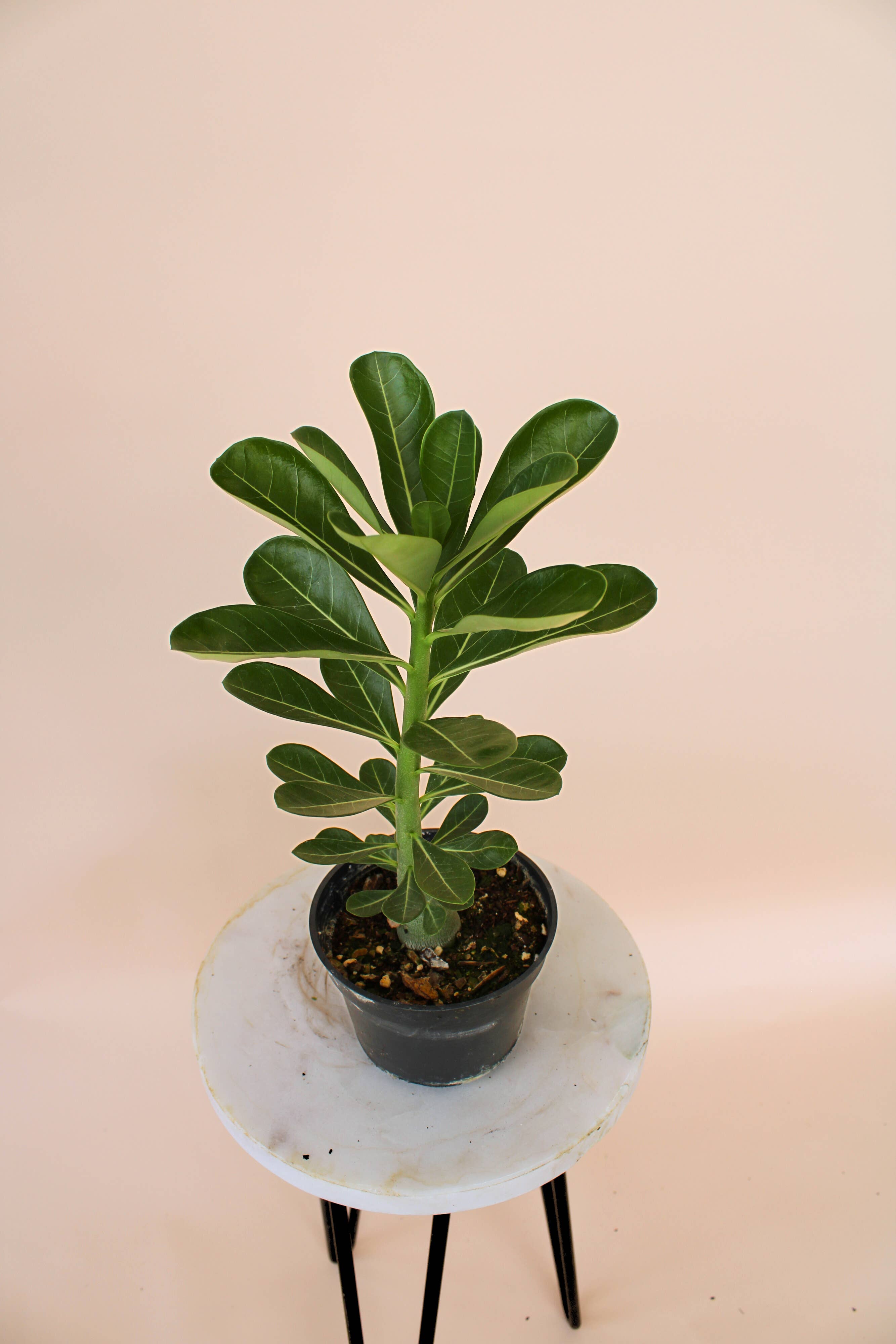 Hidden Valley Ranch & Nursery Inc - Wholesale Live Plant - 4" Desert Rose: Adenium Obesum - Mixed Color1