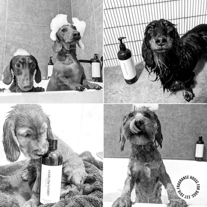 HARLOW HARRY - Wholesale Pet Shampoo - Dog - 2-in-1 Conditioning Dog Shampoo | Solera 145