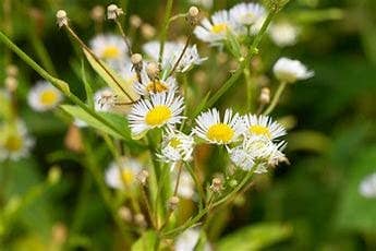 The Rike - Wholesale Plant Seeds - 5 pack x 1000 seeds daisy fleabane seeds Erigeron annuus0