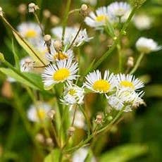 The Rike - Wholesale Plant Seeds - 5 pack x 1000 seeds daisy fleabane seeds Erigeron annuus