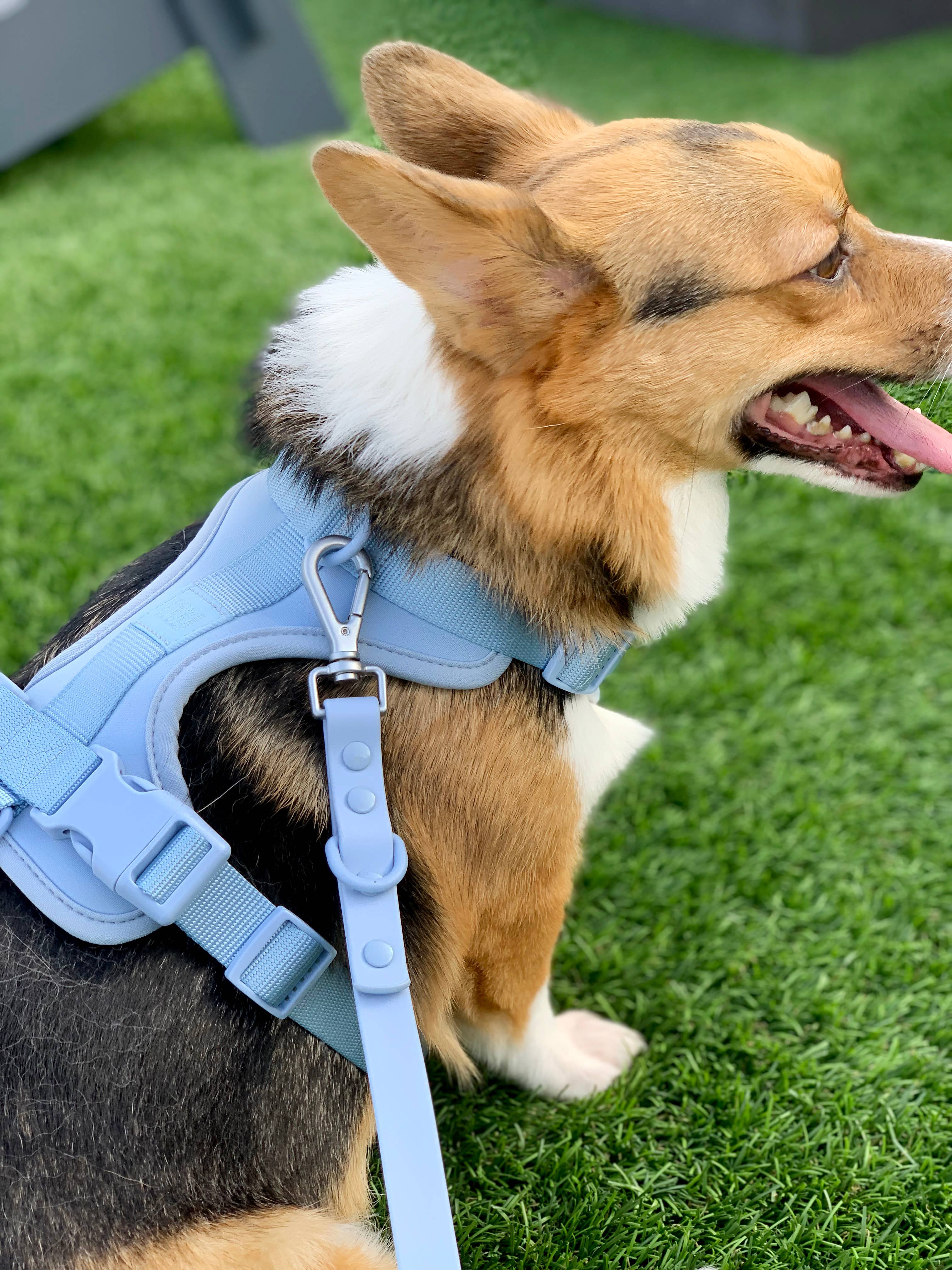 Come Here Buddy – Großhandel Haustiergeschirr – Hund – Leichter, verstellbarer gepolsterter Hundegeschirr19