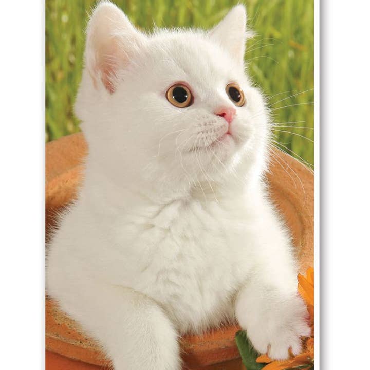 Kittens Bridge Score Pads Playing Cards Accessory for wholesale by Springbok Puzzle